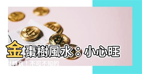 金棗樹風水